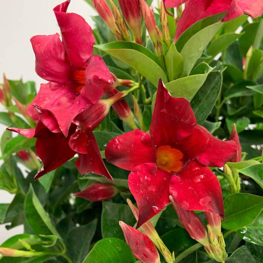 Dipladenia, Velvet Red Dip With Dracaena - View 7 from www redcrocus com