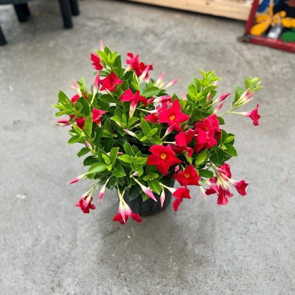 Dipladenia, Velvet Red Dip With Dracaena - View 8 from www redcrocus com