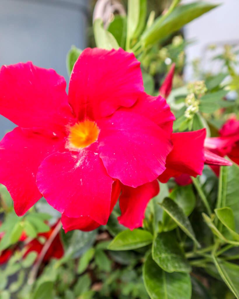 Dipladenia, Velvet Red Dip With Dracaena - View 9 from www redcrocus com