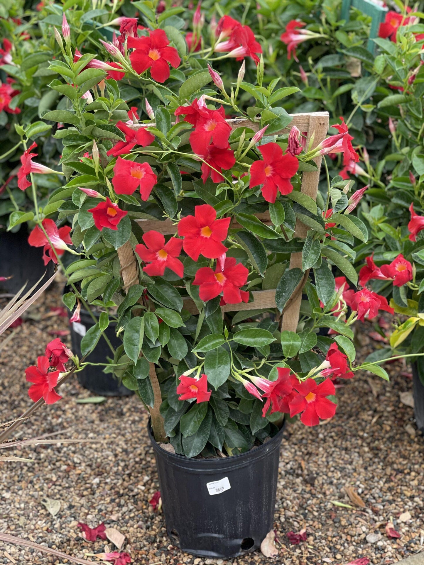 Dipladenia Velvet Red Dip With Dracaena - View 10 from www redcrocus com