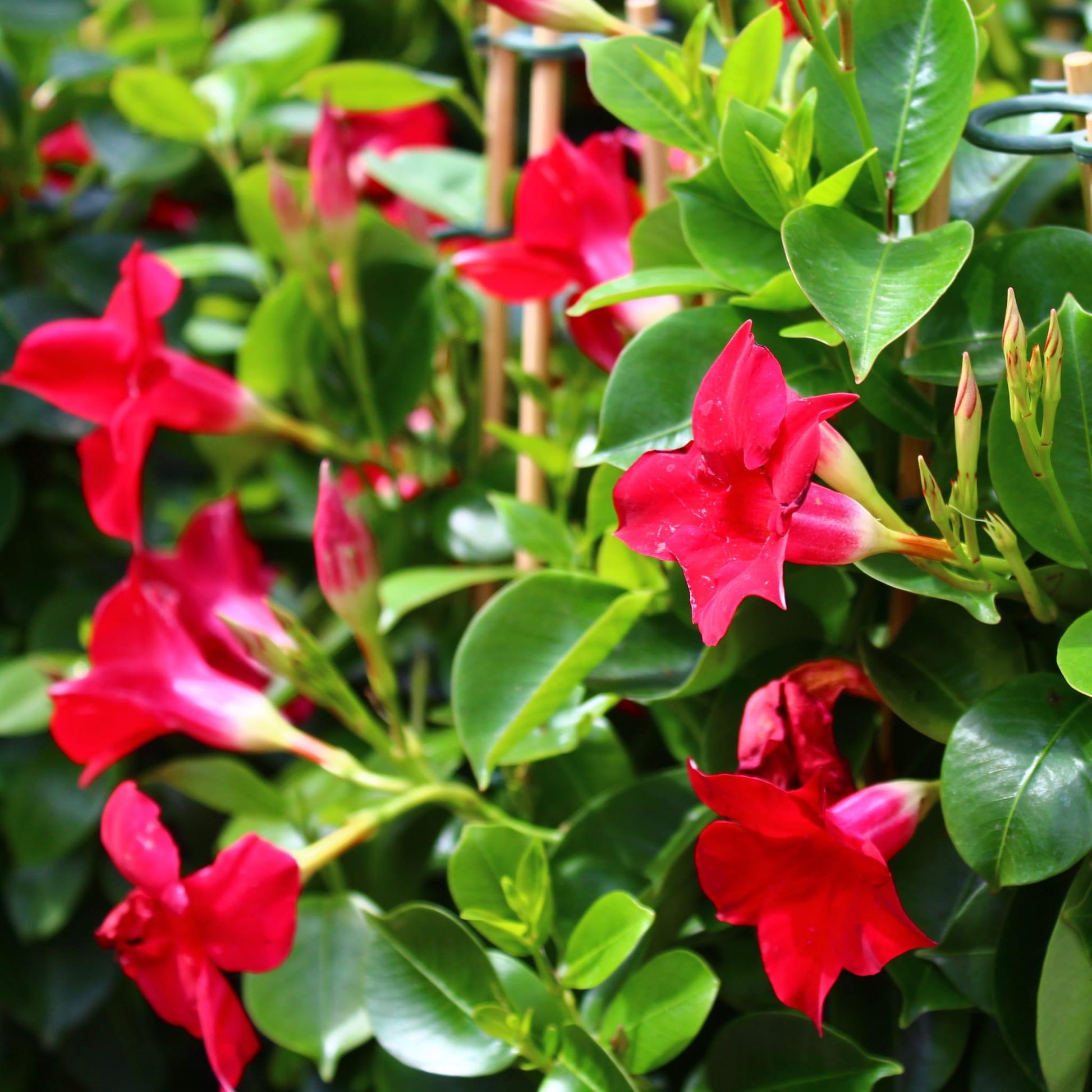Dipladenia Velvet Red Dip With Dracaena - View 14 from www redcrocus com