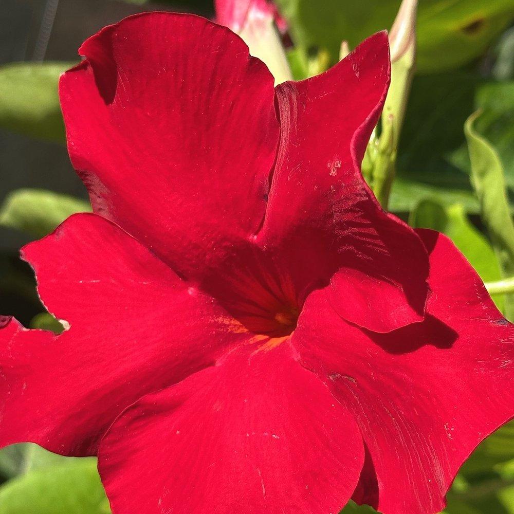 Dipladenia Velvet Red Dip With Dracaena - View 16 from www redcrocus com