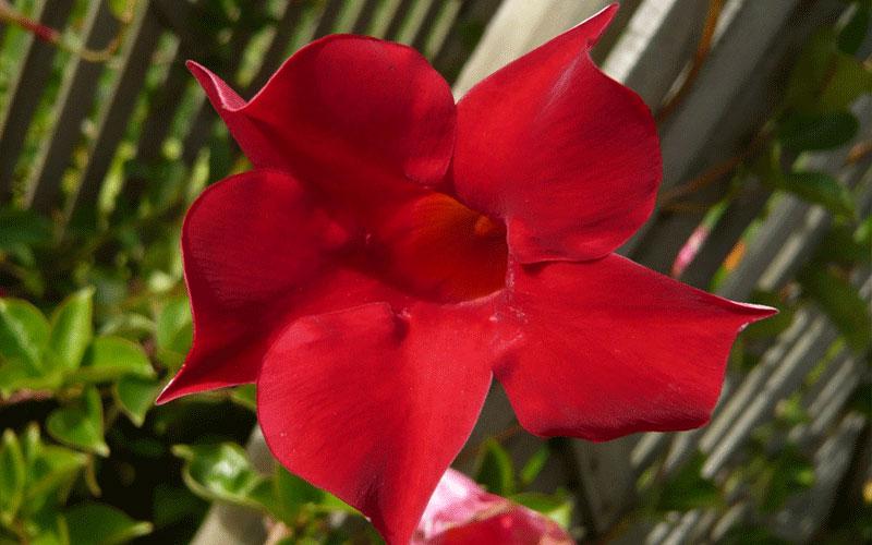 Dipladenia Velvet Red Dip With Dracaena - View 17 from www redcrocus com