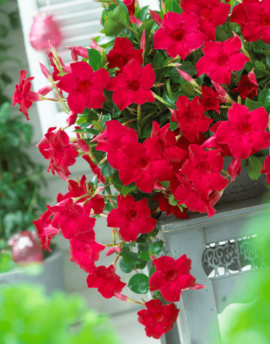Dipladenia Velvet Red Dip With Dracaena - View 2 from www redcrocus com