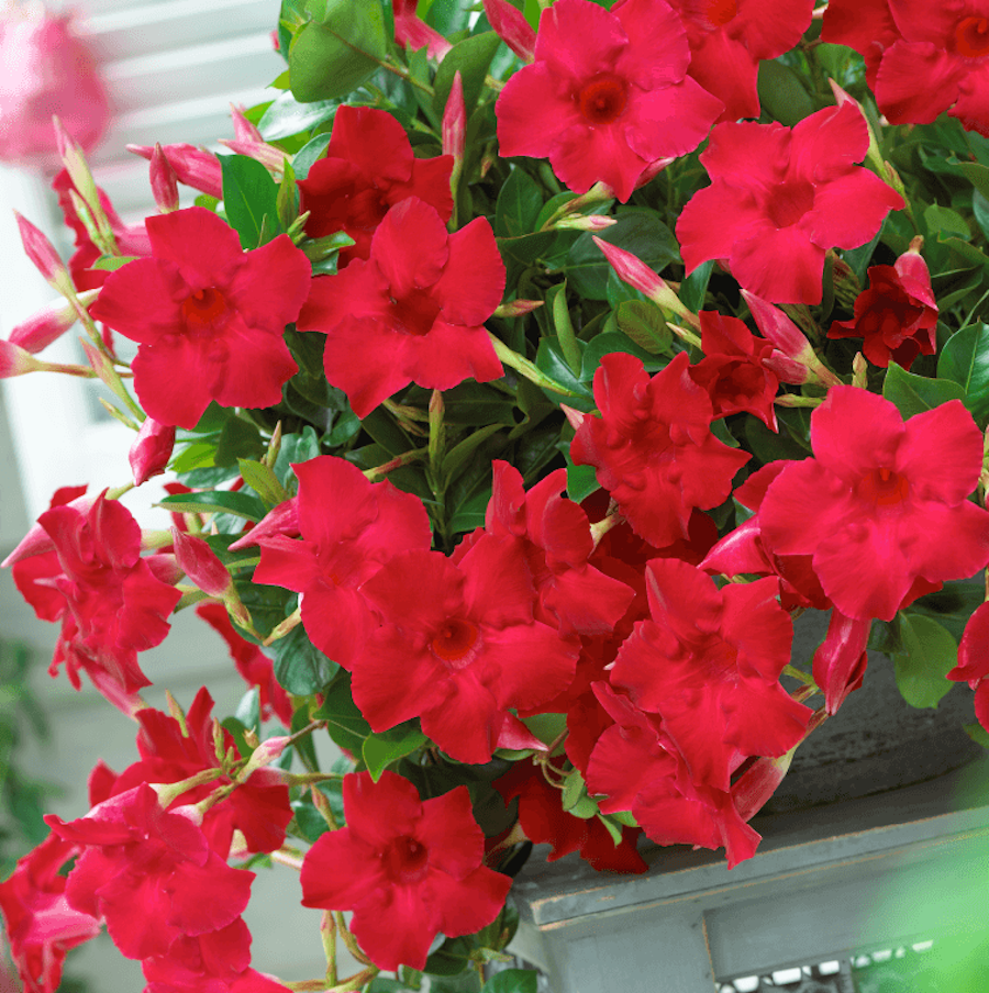 Dipladenia Velvet Red Dip With Dracaena - View 3 from www redcrocus com