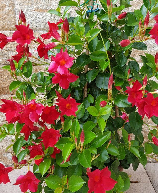 Dipladenia Velvet Red Dip With Dracaena - View 4 from www redcrocus com