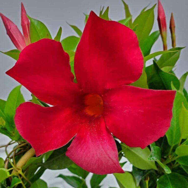 Dipladenia Velvet Red Dip With Dracaena - View 5 from www redcrocus com