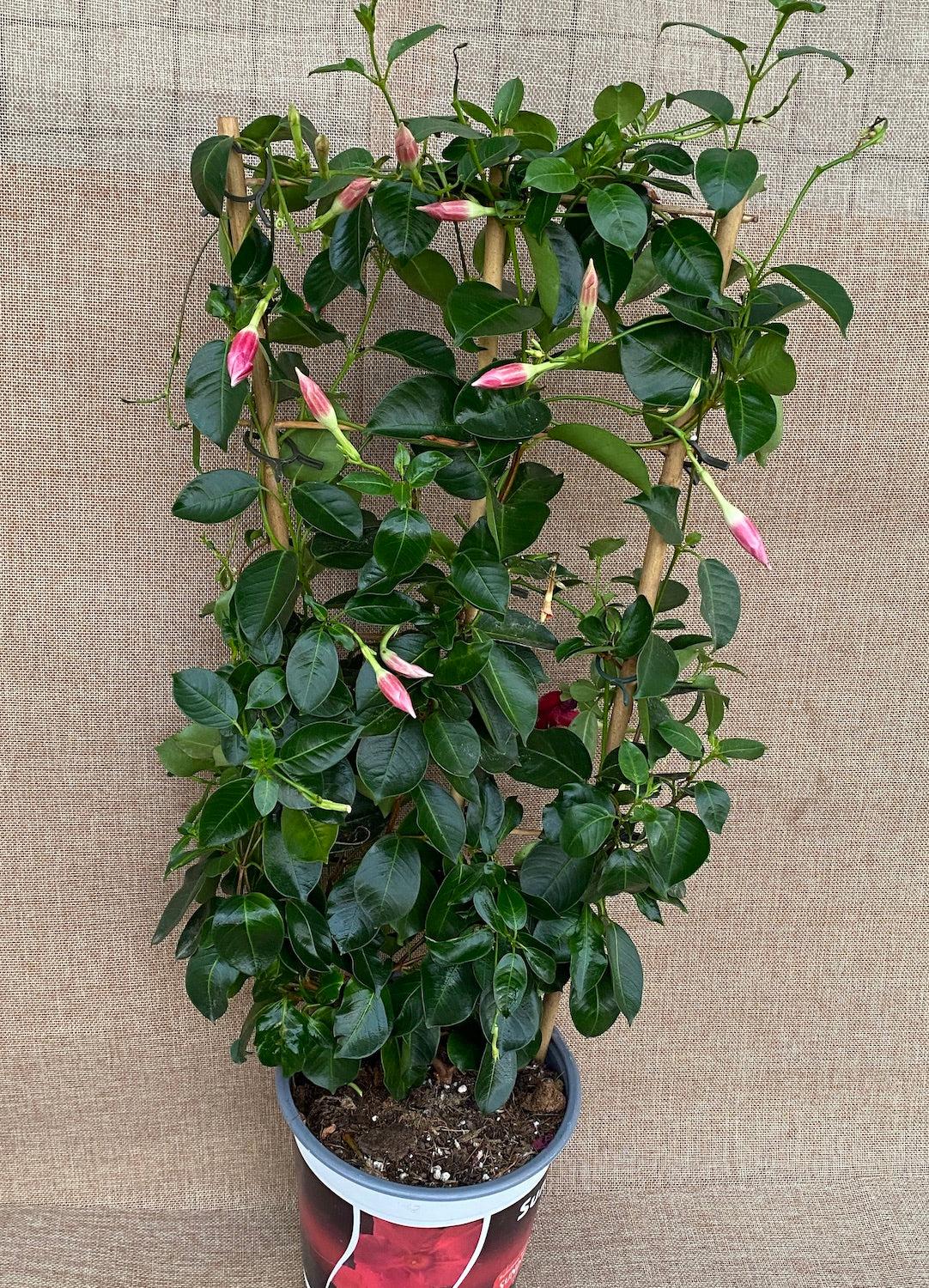 Dipladenia Velvet Red Dip With Dracaena - View 8 from www redcrocus com