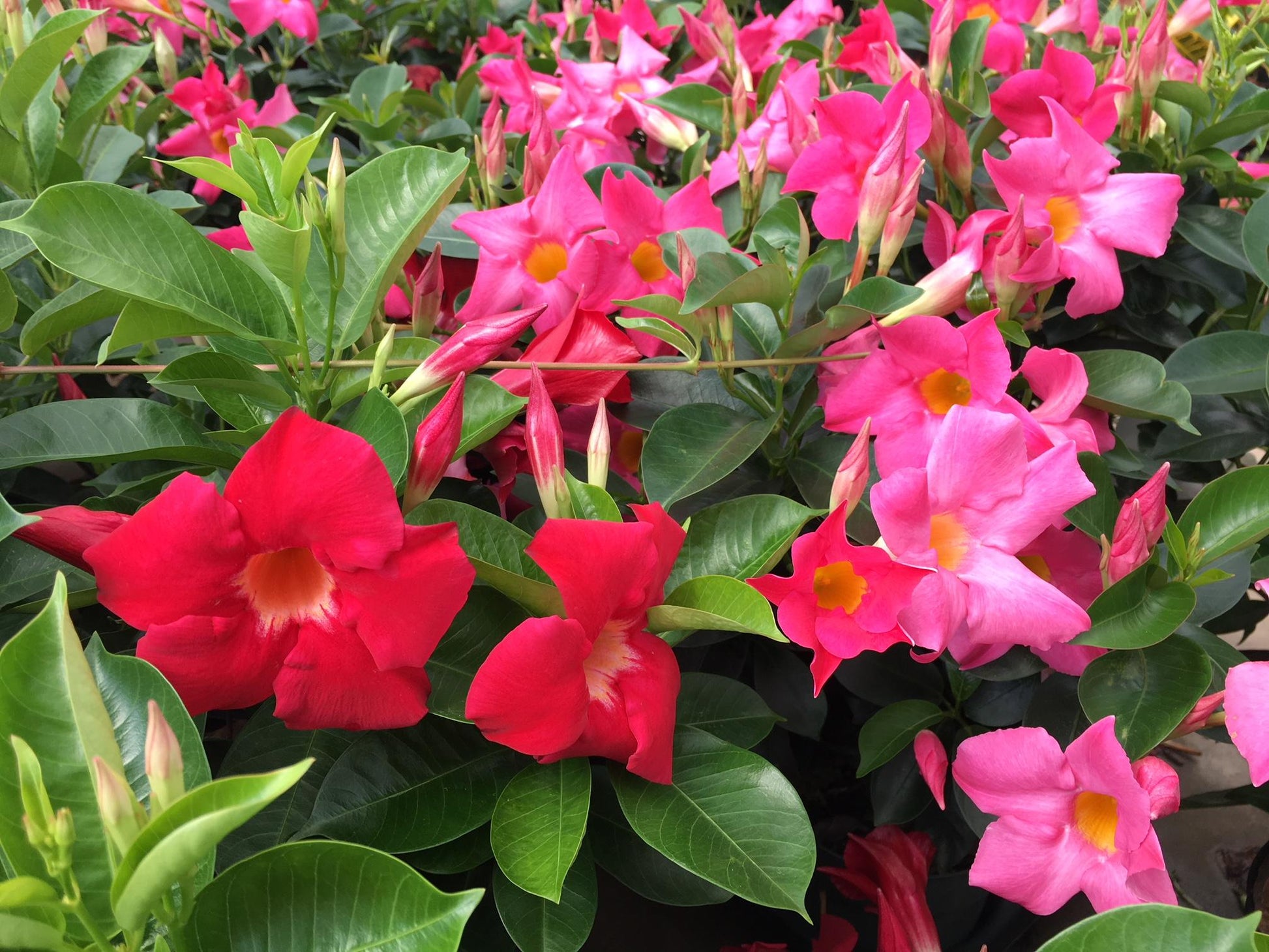 Dipladenia Velvet Red Dip With Dracaena - View 9 from www redcrocus com