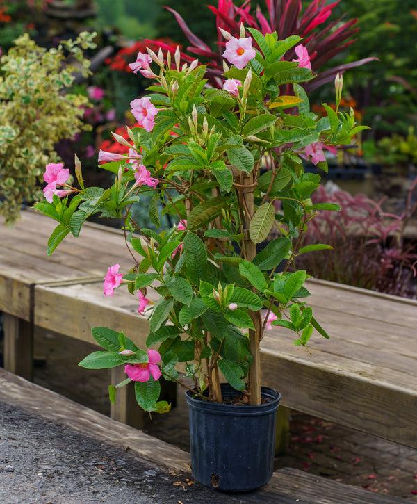 Dipladenia, Pink Dipladenia With Dracaena - View 11 from www redcrocus com