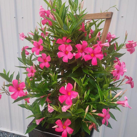 Dipladenia, Pink Dipladenia With Dracaena - View 12 from www redcrocus com