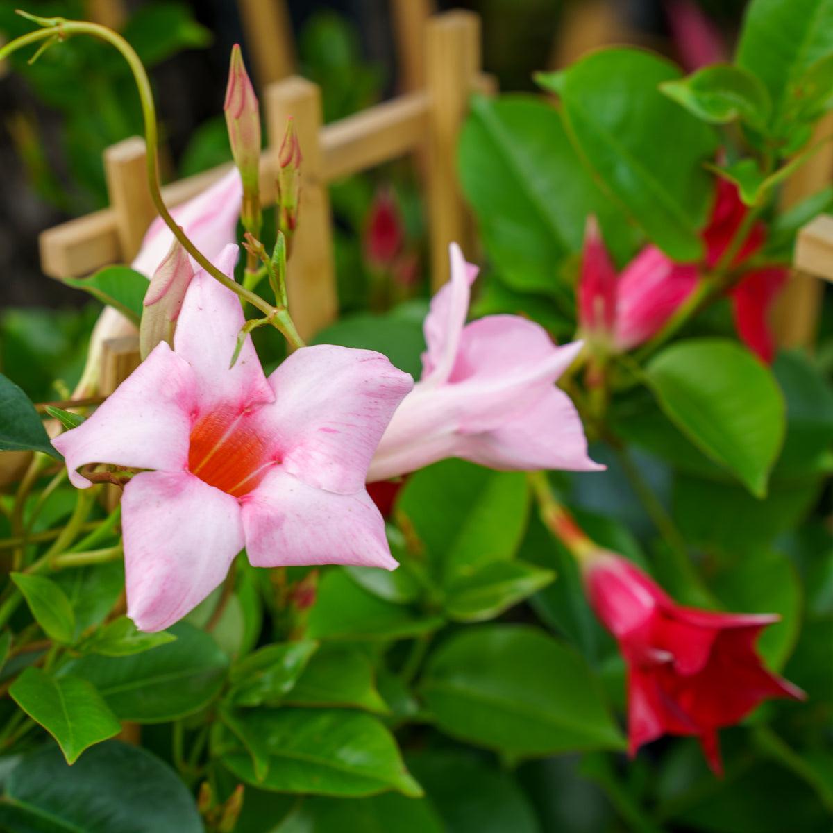 Dipladenia, Pink Dipladenia With Dracaena - View 17 from www redcrocus com