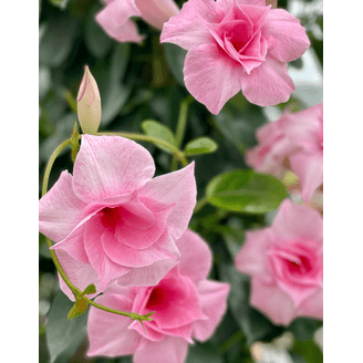 Dipladenia, Pink Dipladenia With Dracaena - View 18 from www redcrocus com