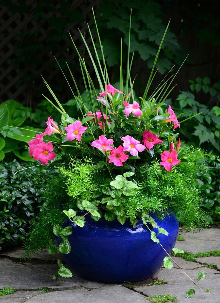 Dipladenia, Pink Dipladenia With Dracaena - View 1 from www redcrocus com