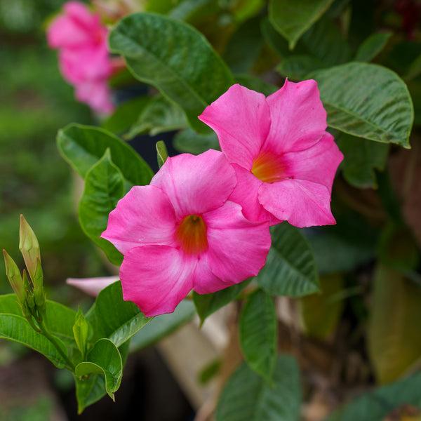 Dipladenia, Pink Dipladenia With Dracaena - View 20 from www redcrocus com
