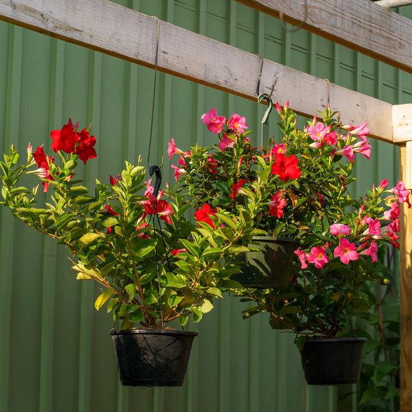 Dipladenia, Pink Dipladenia With Dracaena - View 21 from www redcrocus com