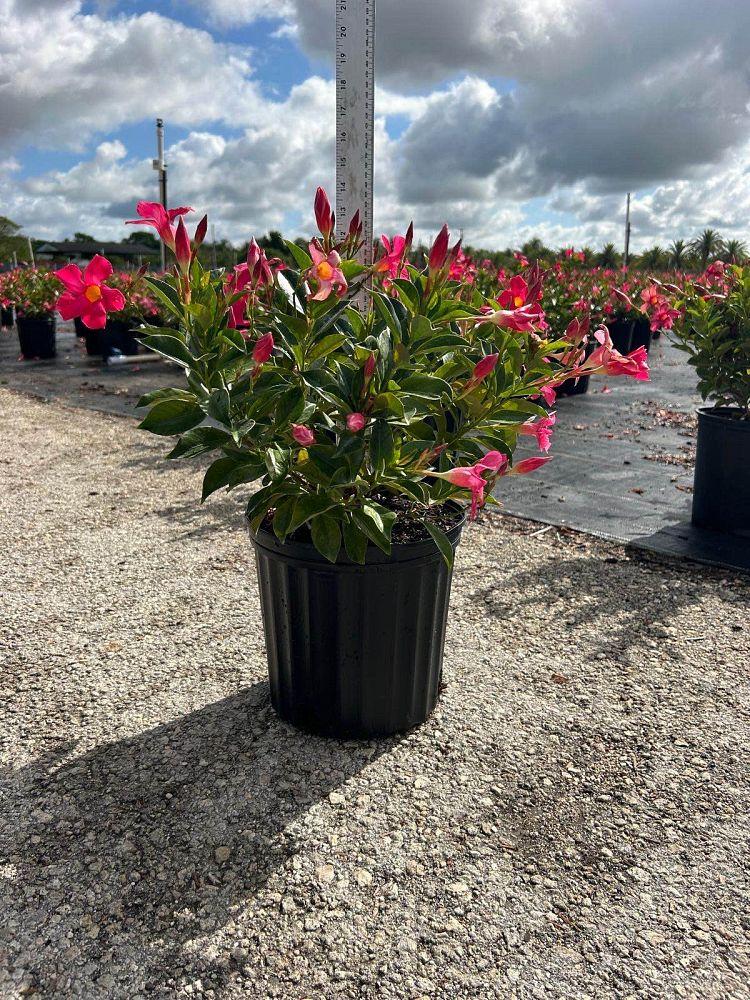 Dipladenia, Pink Dipladenia With Dracaena - View 23 from www redcrocus com
