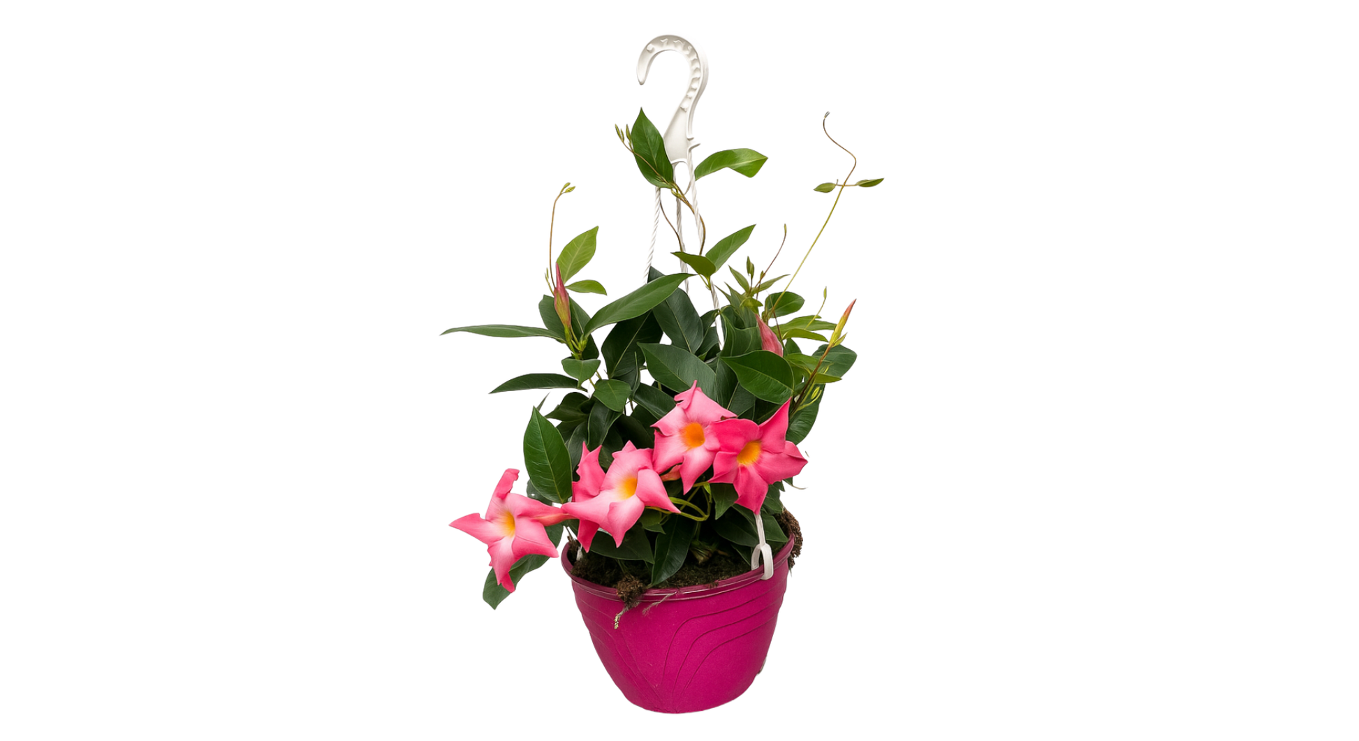 Dipladenia, Pink Dipladenia With Dracaena - View 25 from www redcrocus com