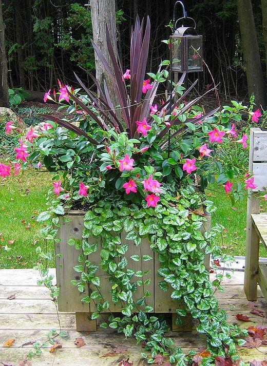 Dipladenia, Pink Dipladenia With Dracaena - View 27 from www redcrocus com
