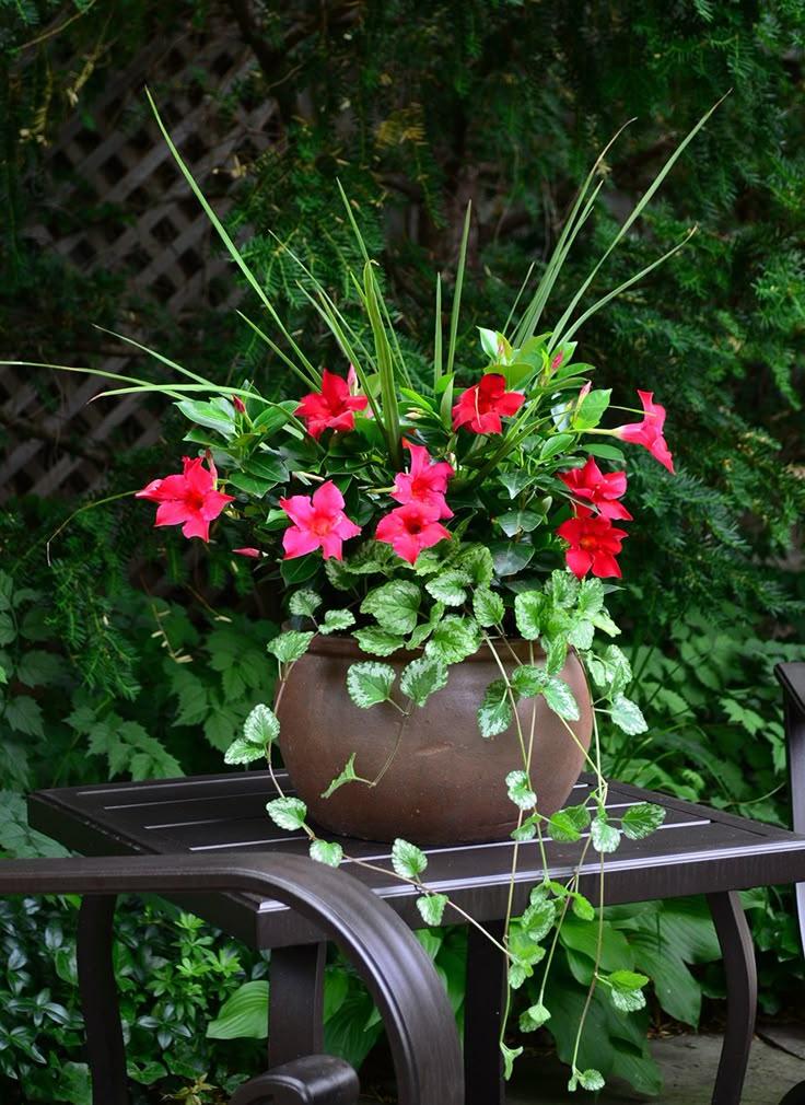 Dipladenia, Pink Dipladenia With Dracaena - View 2 from www redcrocus com