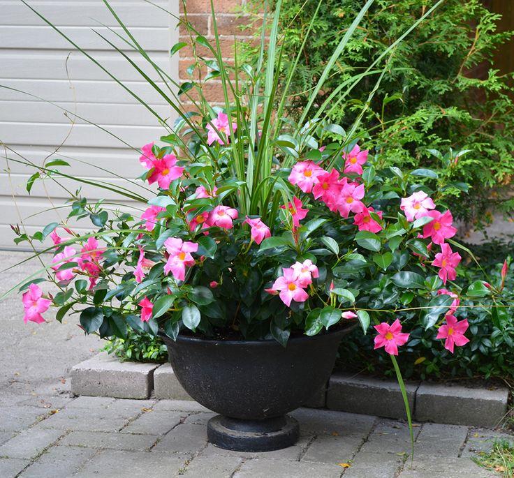 Dipladenia, Pink Dipladenia With Dracaena - View 3 from www redcrocus com