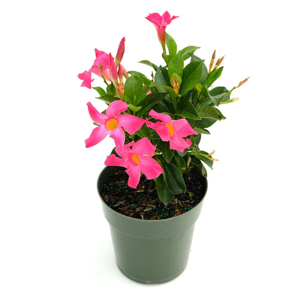 Dipladenia, Pink Dipladenia With Dracaena - View 4 from www redcrocus com