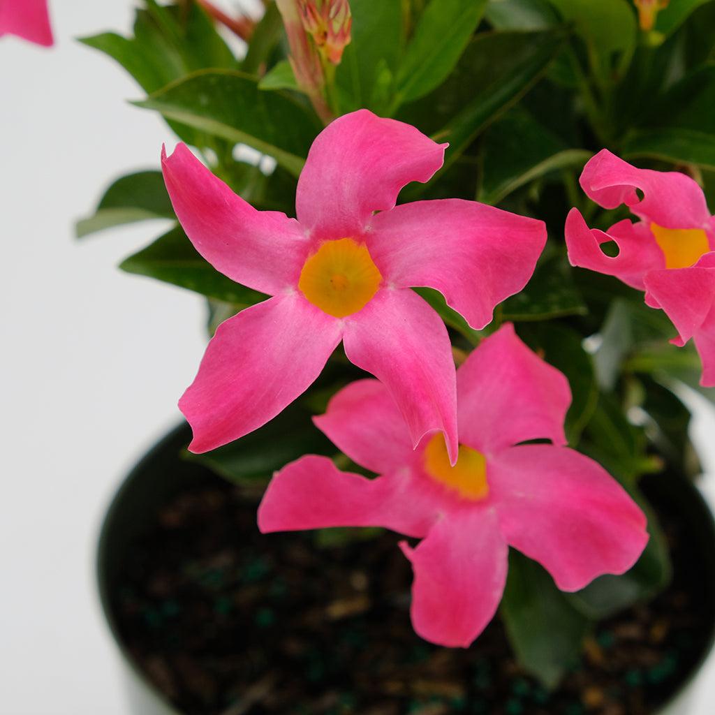 Dipladenia, Pink Dipladenia With Dracaena - View 6 from www redcrocus com