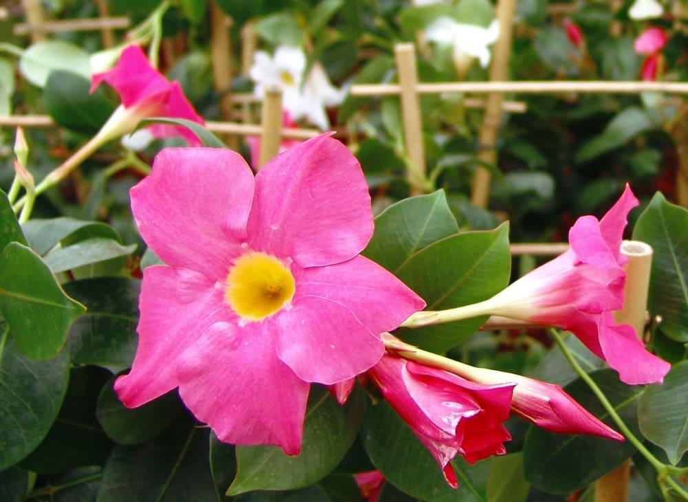 Dipladenia, Pink Dipladenia With Dracaena - View 7 from www redcrocus com