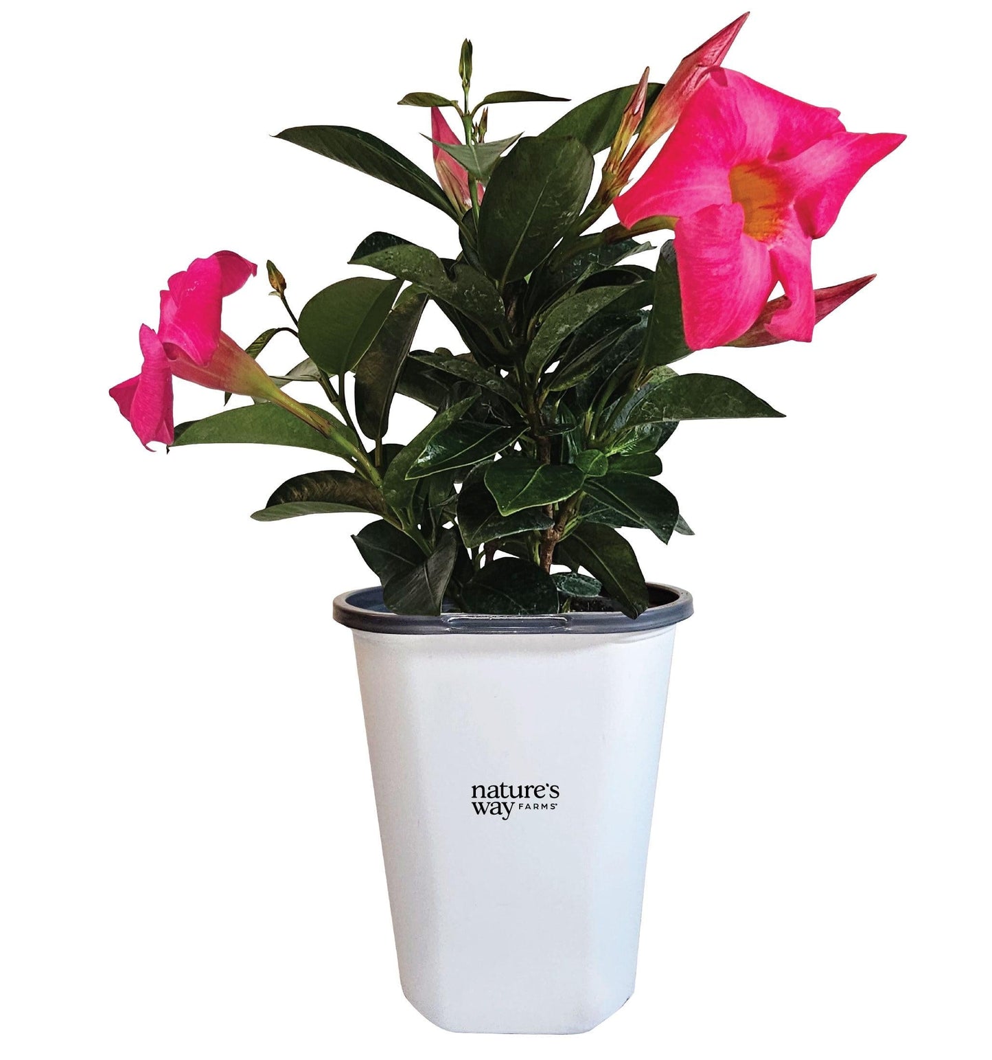 Dipladenia, Pink Dipladenia With Dracaena - View 8 from www redcrocus com