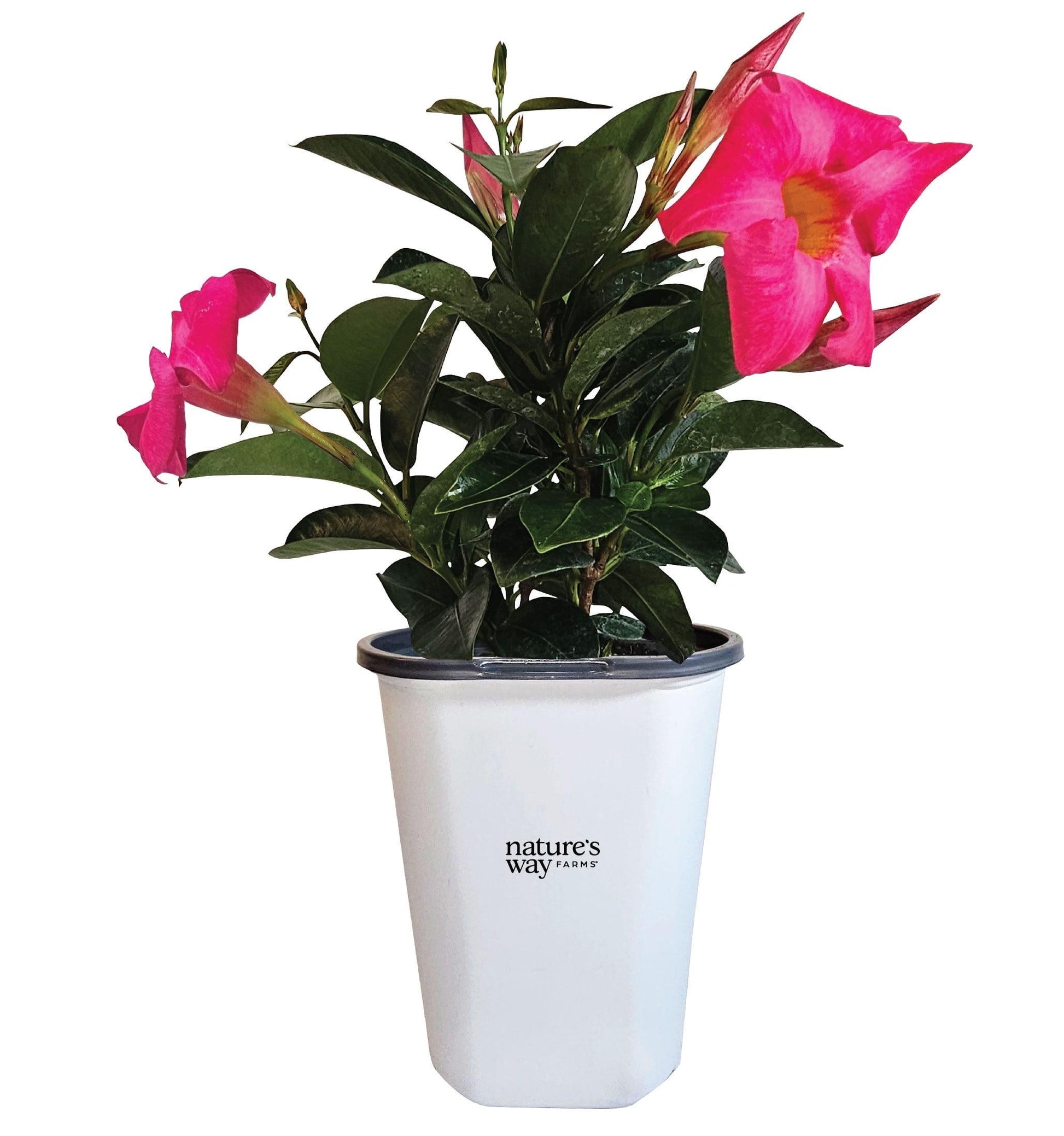 Dipladenia, Pink Dipladenia With Dracaena - View 8 from www redcrocus com