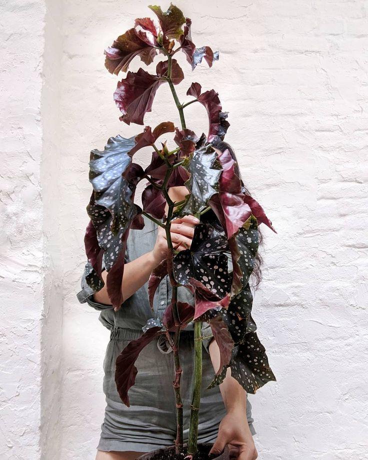 Begonia 'cracklin' Rosie' - View 11 from www redcrocus com