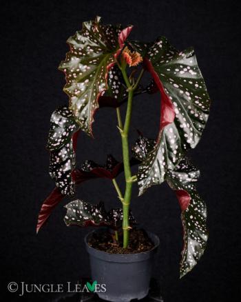 Begonia 'cracklin' Rosie' - View 18 from www redcrocus com