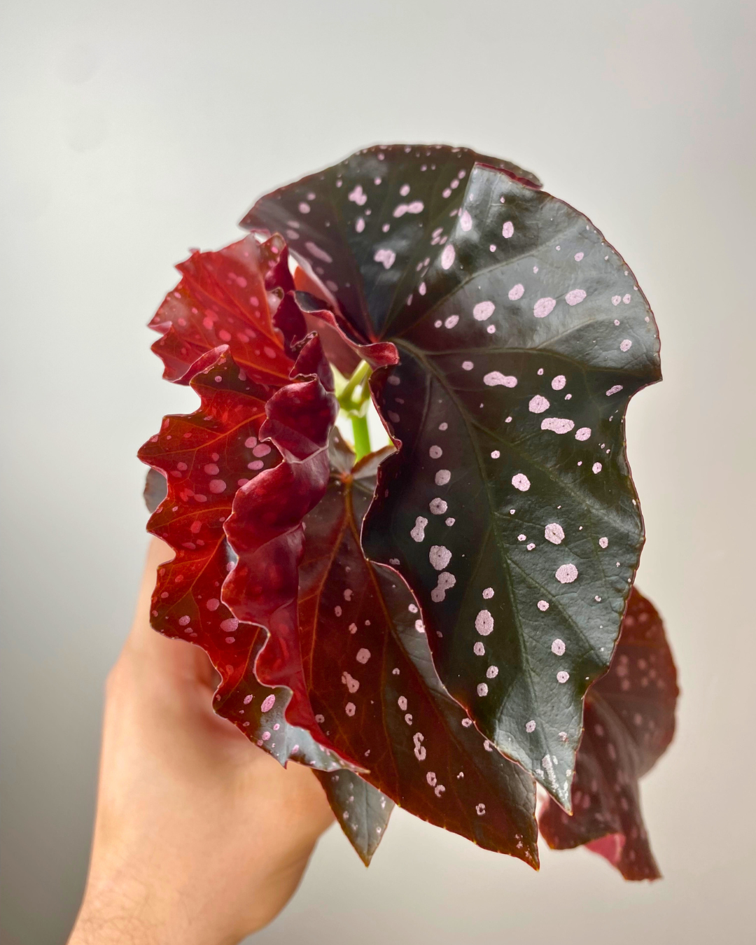 Begonia 'cracklin' Rosie' - View 20 from www redcrocus com
