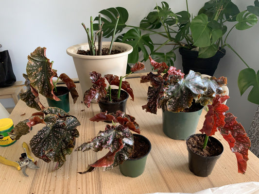 Begonia 'cracklin' Rosie' - View 21 from www redcrocus com