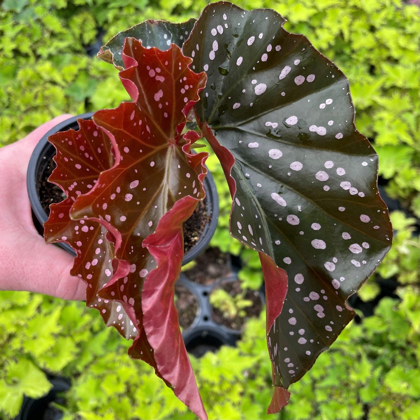 Begonia 'cracklin' Rosie' - View 27 from www redcrocus com