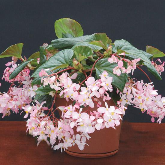 Begonia 'cracklin' Rosie' - View 28 from www redcrocus com