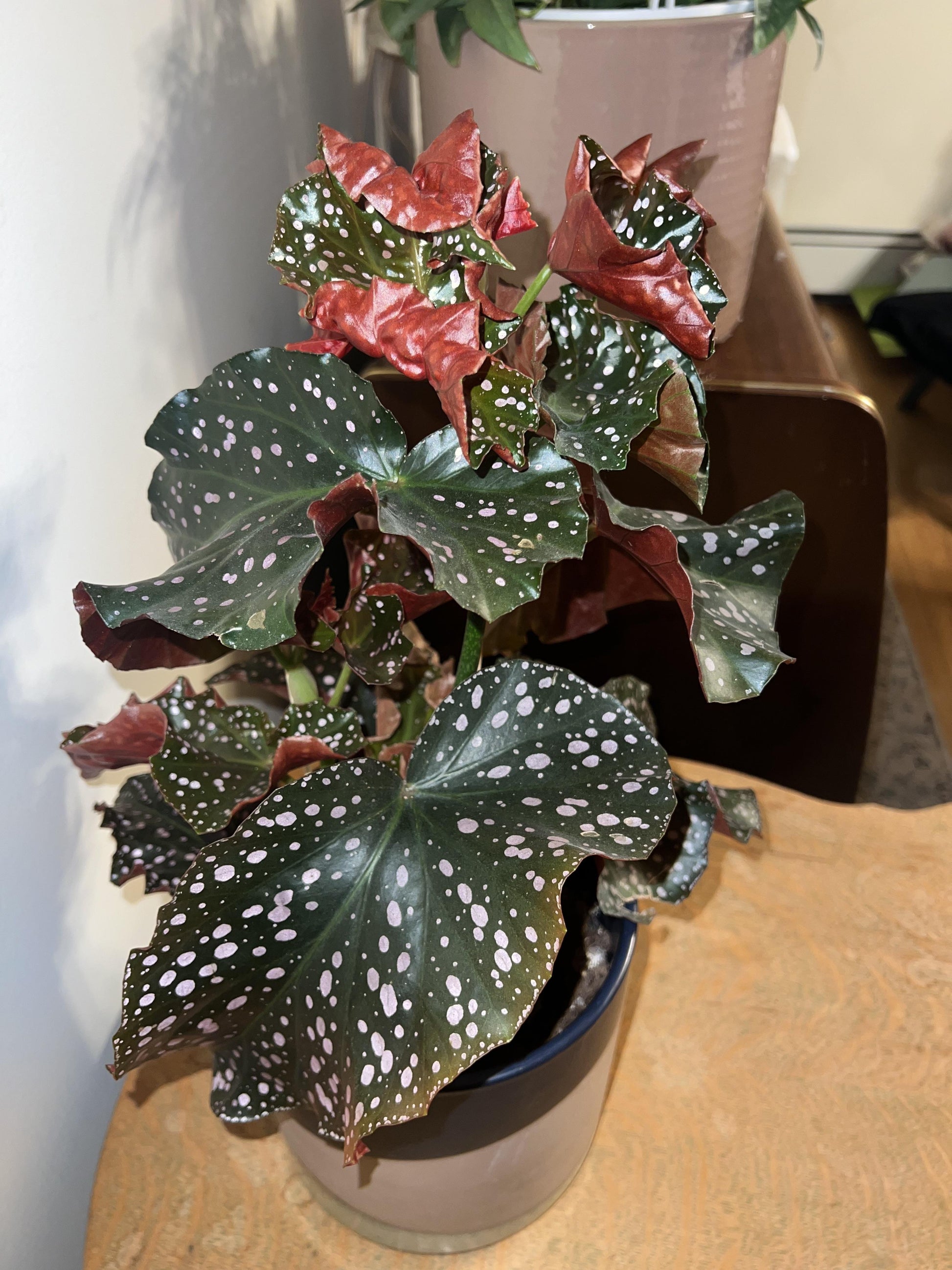 Begonia 'cracklin' Rosie' - View 29 from www redcrocus com