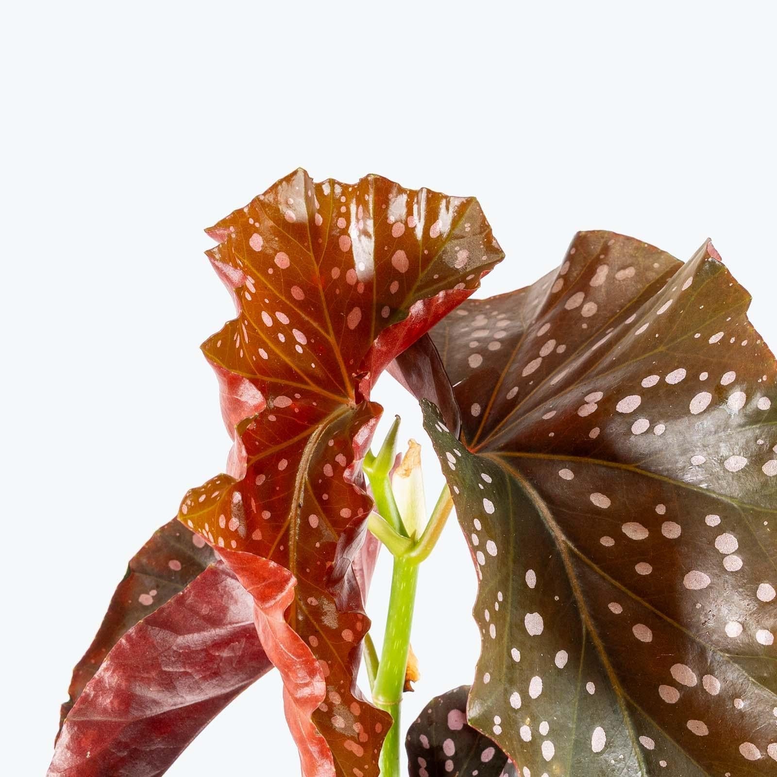 Begonia 'cracklin' Rosie' - View 4 from www redcrocus com