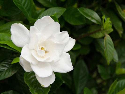 Gardenia Bush - View 10 from www redcrocus com