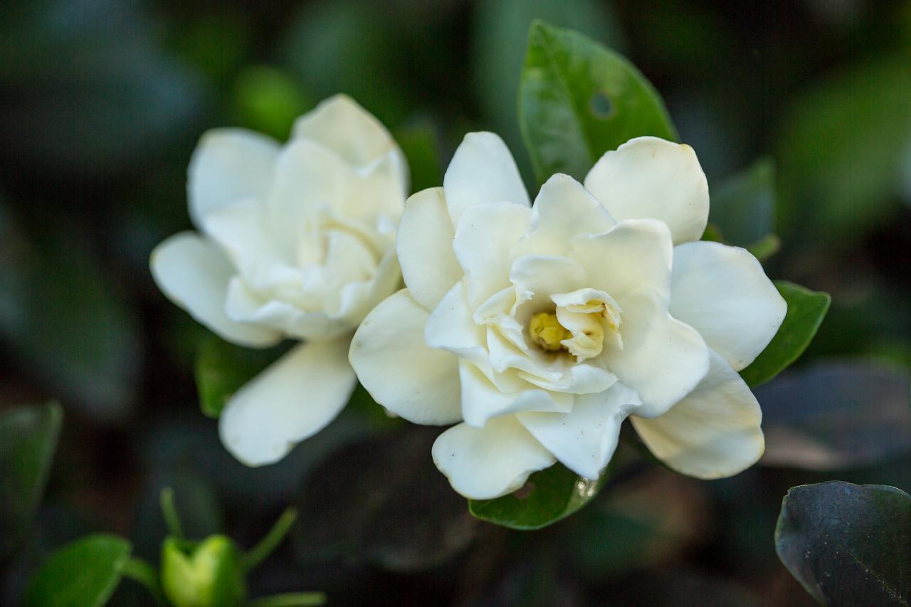 Gardenia Bush - View 11 from www redcrocus com