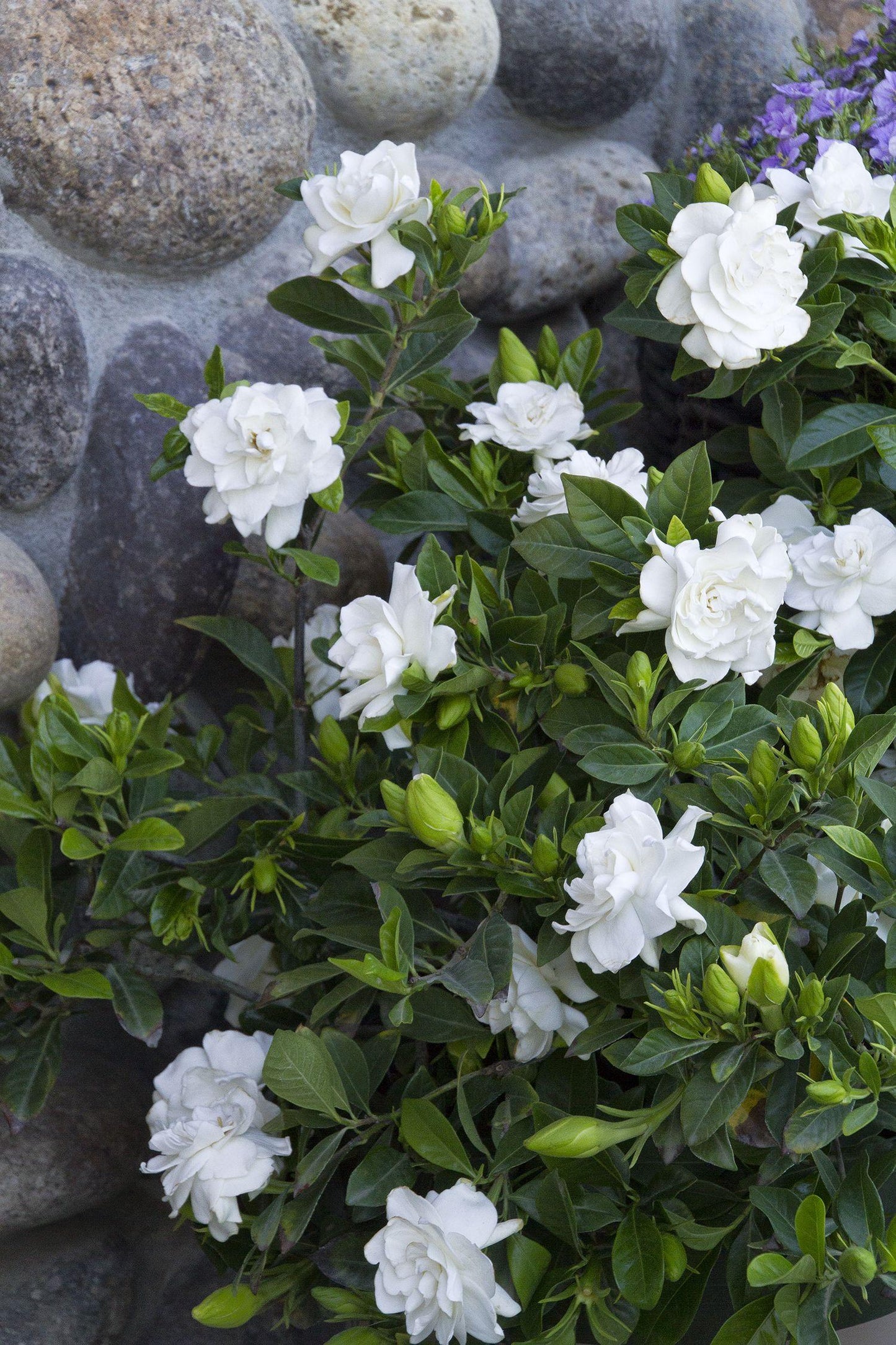 Gardenia Bush - View 12 from www redcrocus com