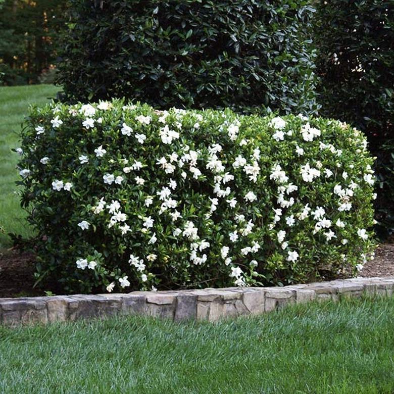 Gardenia Bush - View 13 from www redcrocus com