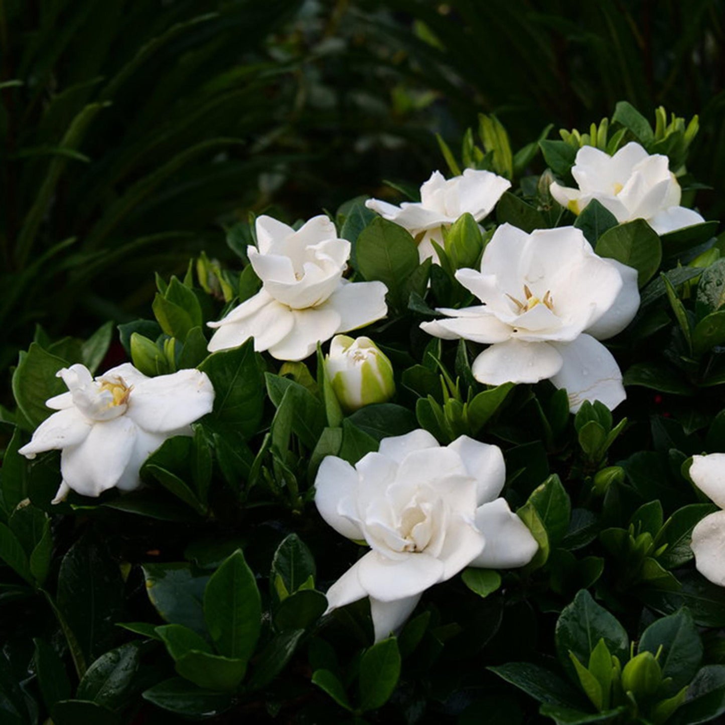 Gardenia Bush - View 14 from www redcrocus com
