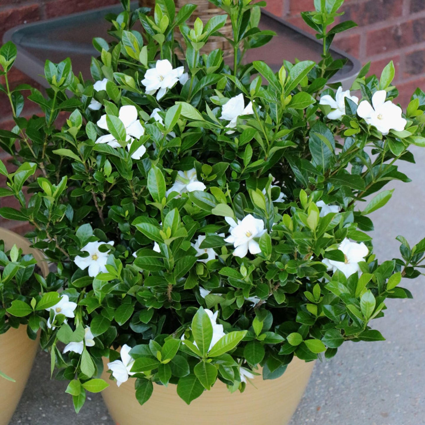Gardenia Bush - View 15 from www redcrocus com