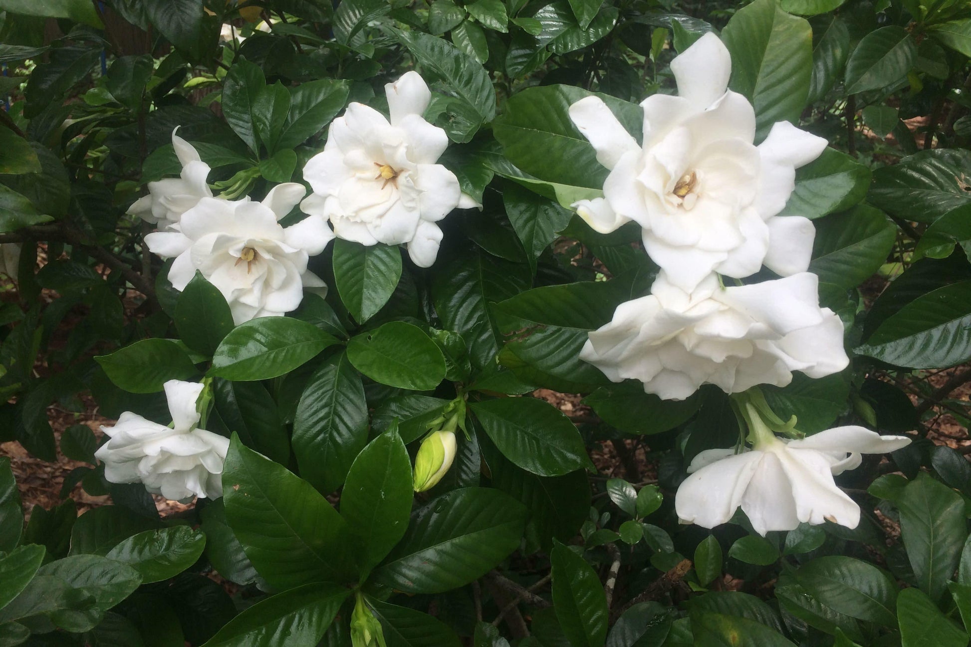 Gardenia Bush - View 16 from www redcrocus com