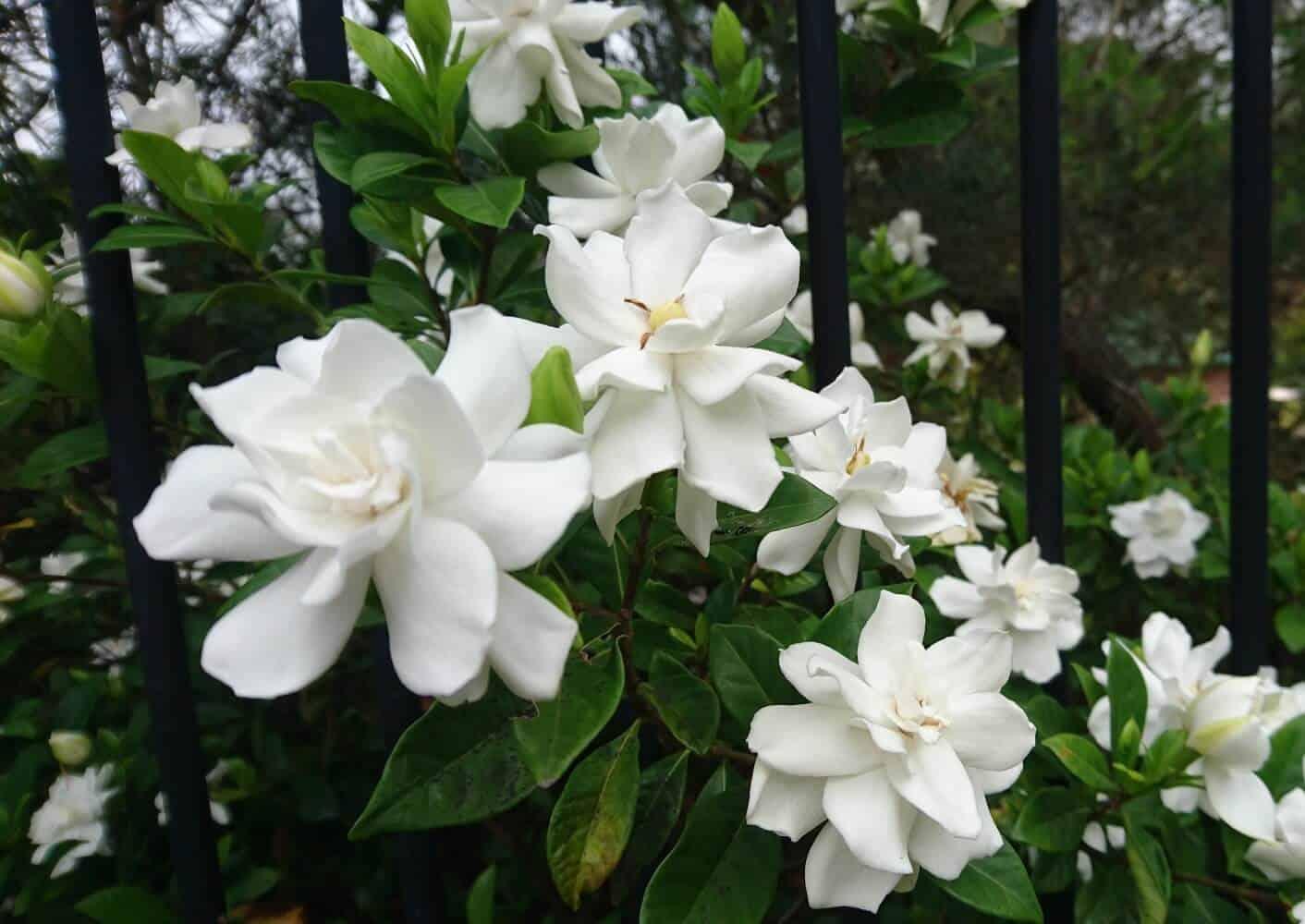 Gardenia Bush - View 17 from www redcrocus com