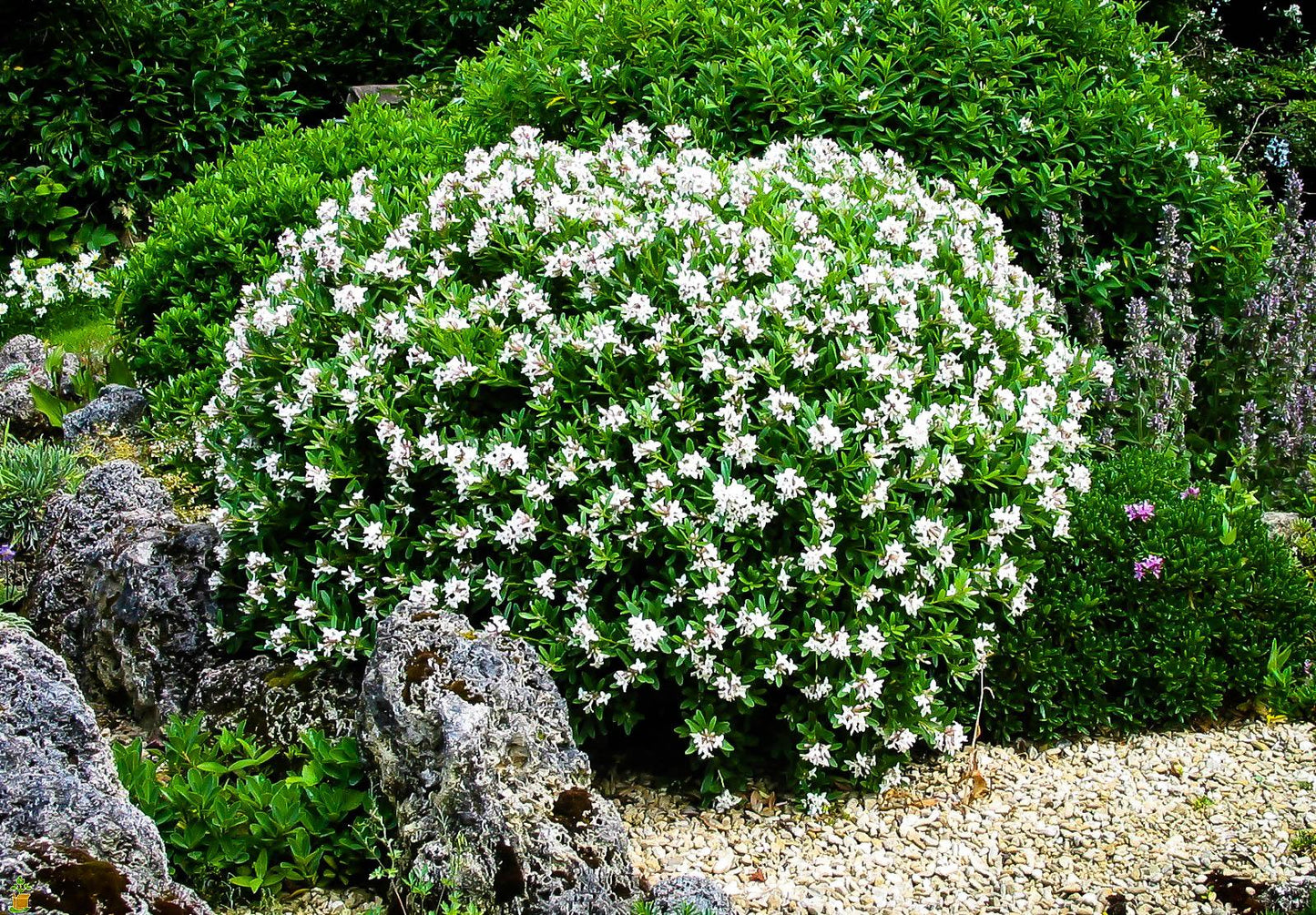Gardenia Bush - View 19 from www redcrocus com
