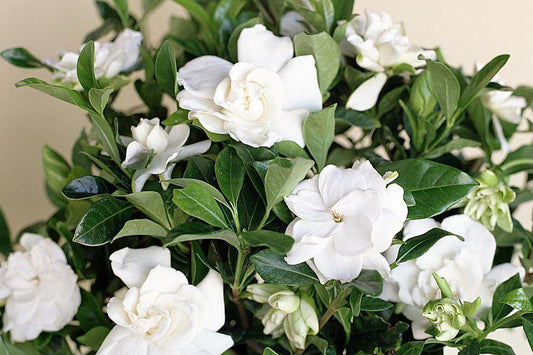 Gardenia Bush - View 1 from www redcrocus com