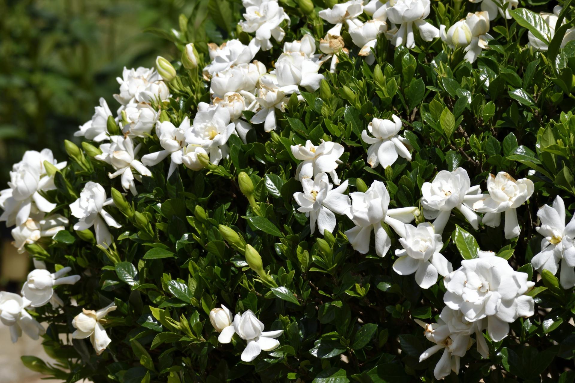 Gardenia Bush - View 2 from www redcrocus com