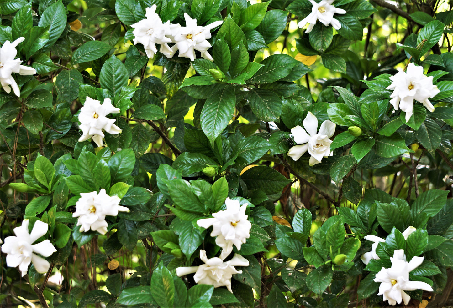 Gardenia Bush - View 3 from www redcrocus com